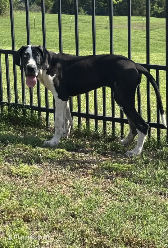 Harley – Great Dane puppy for sale in Richburg, SC