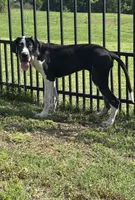 Harley, a female Great Dane for sale in Richburg, SC – 1 of 7