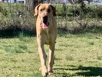 Harley, a female Great Dane for sale in Richburg, SC – 5 of 7