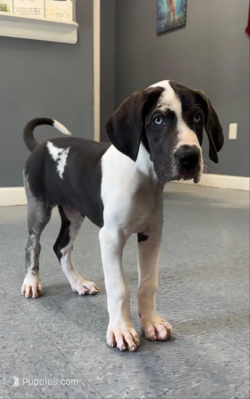 Harlequin – Great Dane puppy for sale in Richburg, SC
