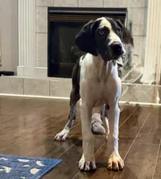 Harlequin, a female Great Dane for sale in Richburg, SC – 2 of 8