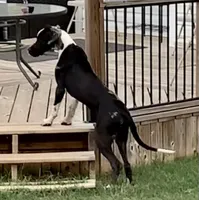 Harlequin, a female Great Dane for sale in Richburg, SC – 6 of 8