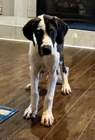 Harlequin, a female Great Dane for sale in Richburg, SC – 4 of 8