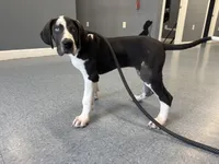 Harlequin, a female Great Dane for sale in Richburg, SC – 7 of 8