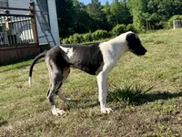 Harlequin, a female Great Dane for sale in Richburg, SC – 3 of 8