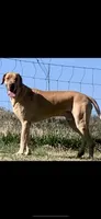Harlequin, a female Great Dane for sale in Richburg, SC – 8 of 8