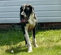 Harlequin, a female Great Dane for sale in Richburg, SC – 5 of 8