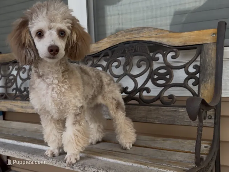 Tri-Merle Champagne – Poodle - Toy  puppy for sale in New Prague, MN