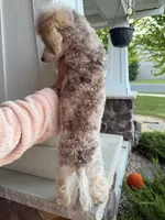 Tri-Merle Girl , a female Poodle - Miniature  for sale in New Prague, MN – 2 of 3