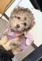 Champagne Girl, a female Poodle - Toy  for sale in New Prague, MN – Photo 3 of 4