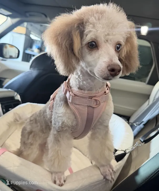 Champagne Girl – Poodle - Toy  puppy for sale in New Prague, MN