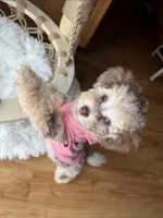 Champagne Girl, a female Poodle - Toy  for sale in New Prague, MN – Photo 2 of 4