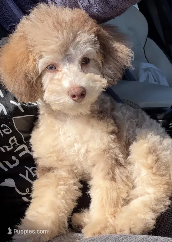 Champagne Girl – Poodle - Toy  puppy for sale in New Prague, MN