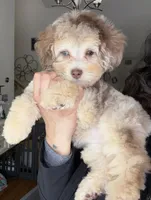 Champagne Girl, a female Poodle - Toy  for sale in New Prague, MN – Photo 4 of 4