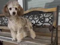 Tri-Merle Girl , a female Poodle - Miniature  for sale in New Prague, MN – 1 of 3