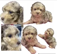 Tri-Merle Girl , a female Poodle - Miniature  for sale in New Prague, MN – 3 of 3