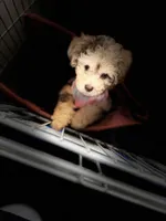 Champagne Girl , a female Poodle - Miniature  for sale in New Prague, MN – Photo 2 of 6