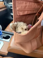 Champagne Girl , a female Poodle - Miniature  for sale in New Prague, MN – Photo 5 of 6