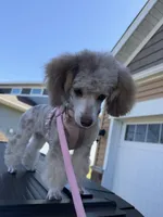 Champagne Girl , a female Poodle - Miniature  for sale in New Prague, MN – Photo 3 of 6