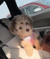 Champagne Girl , a female Poodle - Miniature  for sale in New Prague, MN – Photo 6 of 6