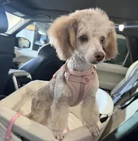 Champagne Girl , a female Poodle - Miniature  for sale in New Prague, MN – Photo 1 of 6