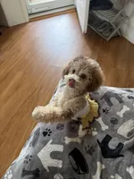 Champagne Girl , a female Poodle - Miniature  for sale in New Prague, MN – Photo 4 of 6