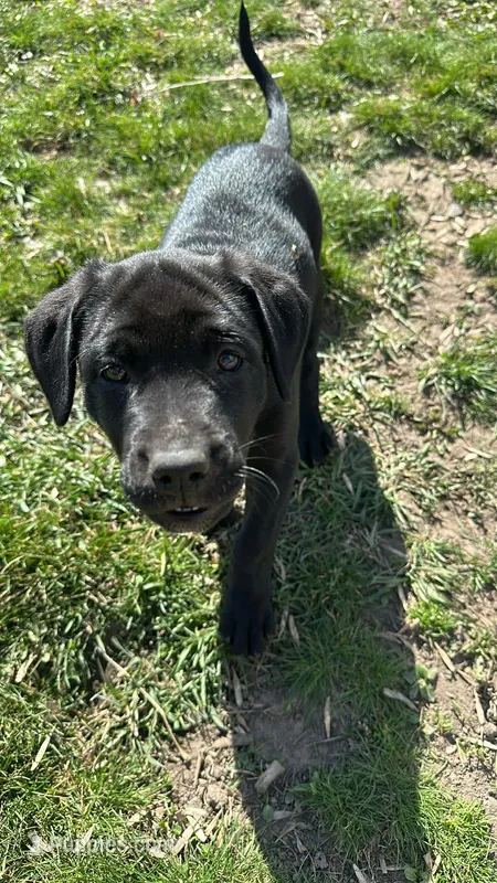 Bluey Monroe  – Bullmastiff, Labrador Retriever puppy for sale in Saint Paul, MN