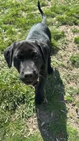 Bluey Monroe , a female Bullmastiff and Labrador Retriever for sale in Saint Paul, MN – 1 of 2