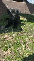 Bluey Monroe , a female Bullmastiff and Labrador Retriever for sale in Saint Paul, MN – 2 of 2