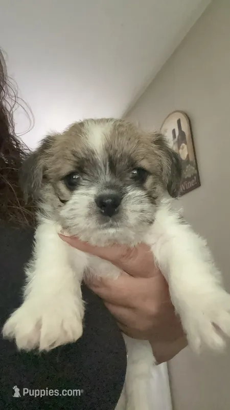 Snickers  – Havanese, Pug puppy for sale in Coventry, RI