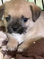 Niko, a male Havanese and Pug for sale in Coventry, RI – 2 of 2