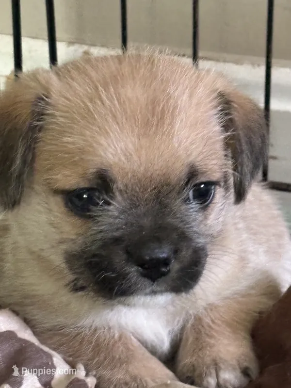 Niko – Havanese, Pug puppy for sale in Coventry, RI