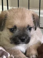 Niko, a male Havanese and Pug for sale in Coventry, RI – 1 of 2