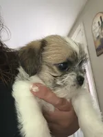 Snickers , a male Havanese and Pug for sale in Coventry, RI – 2 of 2