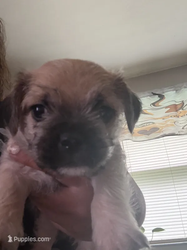 Scooter – Havanese, Pug puppy for sale in Coventry, RI