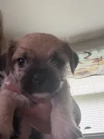 Scooter, a male Havanese and Pug for sale in Coventry, RI – 1 of 2