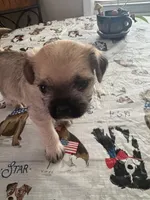Scooter, a male Havanese and Pug for sale in Coventry, RI – 2 of 2