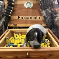 Freiermuth, a male German Shorthaired Pointer for sale in Rosie, AR – Photo 4 of 7