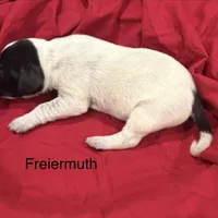 Freiermuth, a male German Shorthaired Pointer for sale in Rosie, AR – Photo 7 of 7