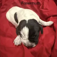 Freiermuth, a male German Shorthaired Pointer for sale in Rosie, AR – Photo 5 of 7