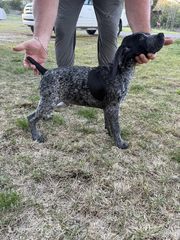 Freiermuth – German Shorthaired Pointer puppy for sale in Rosie, AR