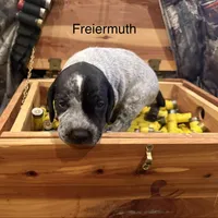 Freiermuth, a male German Shorthaired Pointer for sale in Rosie, AR – Photo 1 of 7