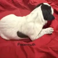 Freiermuth, a male German Shorthaired Pointer for sale in Rosie, AR – Photo 6 of 7