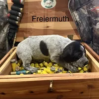 Freiermuth, a male German Shorthaired Pointer for sale in Rosie, AR – Photo 2 of 7