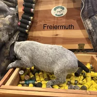 Freiermuth, a male German Shorthaired Pointer for sale in Rosie, AR – Photo 3 of 7