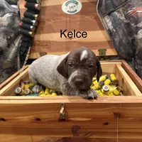 Kelce, a female German Shorthaired Pointer for sale in Rosie, AR – Photo 2 of 8