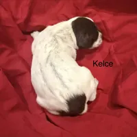 Kelce, a female German Shorthaired Pointer for sale in Rosie, AR – Photo 8 of 8