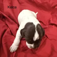 Kelce, a female German Shorthaired Pointer for sale in Rosie, AR – Photo 7 of 8