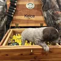 Kelce, a female German Shorthaired Pointer for sale in Rosie, AR – Photo 5 of 8