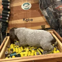 Kelce, a female German Shorthaired Pointer for sale in Rosie, AR – Photo 4 of 8